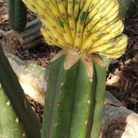 Trichocereus Pachanoi Common San Pedro PC Ornamental Grafting Cactus Cuttings and Potted