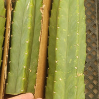 Trichocereus Pachanoi Common San Pedro PC Ornamental Grafting Cactus Cuttings and Potted