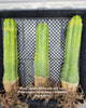 Trichocereus Pachanoi Common San Pedro PC Ornamental Grafting Cactus Cuttings and Potted