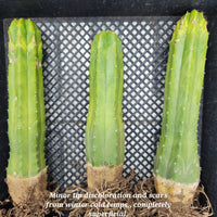 Trichocereus Pachanoi Common San Pedro PC Ornamental Grafting Cactus Cuttings and Potted