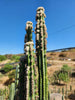 Trichocereus Pachanoi Common San Pedro PC Ornamental Grafting Cactus Cuttings and Potted