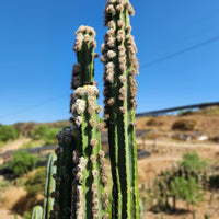 Trichocereus Pachanoi Common San Pedro PC Ornamental Grafting Cactus Cuttings and Potted