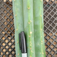 Trichocereus Pachanoi Common San Pedro PC Ornamental Grafting Cactus Cuttings and Potted