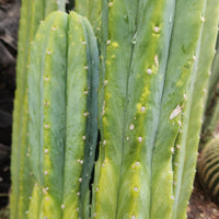 Trichocereus Pachanoi Common San Pedro PC Ornamental Grafting Cactus Cuttings and Potted