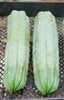 Trichocereus Pachanoi Common San Pedro PC Ornamental Grafting Cactus Cuttings and Potted