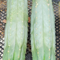 Trichocereus Pachanoi Common San Pedro PC Ornamental Grafting Cactus Cuttings and Potted