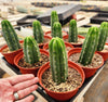 Trichocereus Pachanoi Common San Pedro PC Ornamental Grafting Cactus Cuttings and Potted