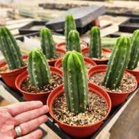 Trichocereus Pachanoi Common San Pedro PC Ornamental Grafting Cactus Cuttings and Potted