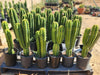 Trichocereus Pachanoi Common San Pedro PC Ornamental Grafting Cactus Cuttings and Potted