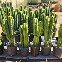 Trichocereus Pachanoi Common San Pedro PC Ornamental Grafting Cactus Cuttings and Potted