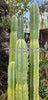 Trichocereus Pachanoi Common San Pedro PC Ornamental Grafting Cactus Cuttings and Potted