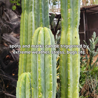 Trichocereus Pachanoi Common San Pedro PC Ornamental Grafting Cactus Cuttings and Potted