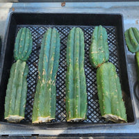 Trichocereus Pachanoi Common San Pedro PC Ornamental Grafting Cactus Cuttings and Potted