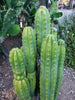 Trichocereus Pachanoi Common San Pedro PC Ornamental Grafting Cactus Cuttings and Potted