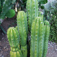 Trichocereus Pachanoi Common San Pedro PC Ornamental Grafting Cactus Cuttings and Potted