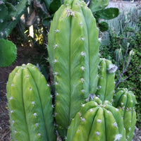 Trichocereus Pachanoi Common San Pedro PC Ornamental Grafting Cactus Cuttings and Potted