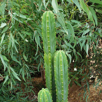 Trichocereus Pachanoi Common San Pedro PC Ornamental Grafting Cactus Cuttings and Potted