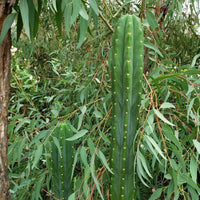 Trichocereus Pachanoi Common San Pedro PC Ornamental Grafting Cactus Cuttings and Potted