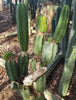 Trichocereus Pachanoi Common San Pedro PC Ornamental Grafting Cactus Cuttings and Potted