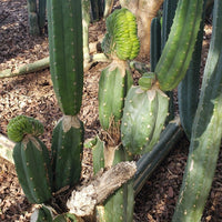 Trichocereus Pachanoi Common San Pedro PC Ornamental Grafting Cactus Cuttings and Potted