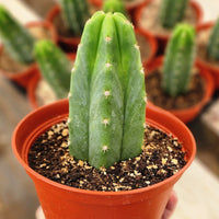 Trichocereus Pachanoi Common San Pedro PC Ornamental Grafting Cactus Cuttings and Potted