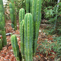 Trichocereus Pachanoi Common San Pedro PC Ornamental Grafting Cactus Cuttings and Potted