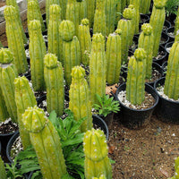 Trichocereus Pachanoi PC Common Ornamental Cactus Plant 12"-15"