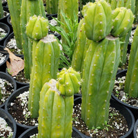 Trichocereus Pachanoi PC Common Ornamental Cactus Plant 12"-15"