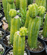 Trichocereus Pachanoi PC Common Ornamental Cactus Plant 12"-15"