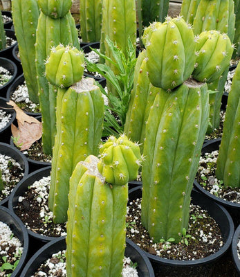 Trichocereus Pachanoi PC Common Ornamental Cactus Plant 12