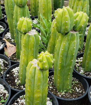 Trichocereus Pachanoi PC Common Ornamental Cactus Plant 12"-15"