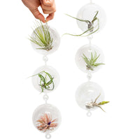 Vertical Garden Display featuring 6 Terrariums with Double Hooks and Air Plants