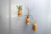 Magnetic Wine Cork with Tillandsia Assorted Air Plant