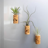 Magnetic Wine Cork with Tillandsia Assorted Air Plant