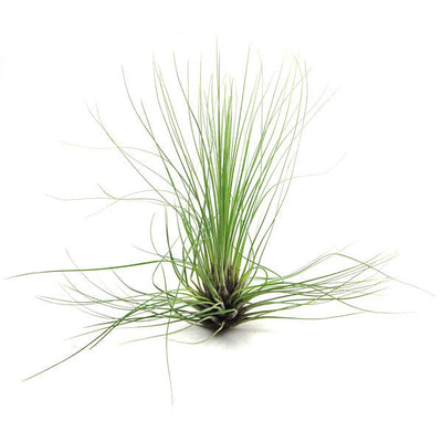 Tillandsia Filifolia Air Plants