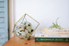 Heptahedron Geometric Glass Terrarium - Gold Metallic Finish - Trendy Holder For Tillandsia Air Plants