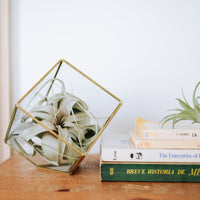 Heptahedron Geometric Glass Terrarium - Gold Metallic Finish - Trendy Holder For Tillandsia Air Plants