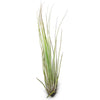 Large Tillandsia Juncifolia Air Plants /  8-12 Inch Plants