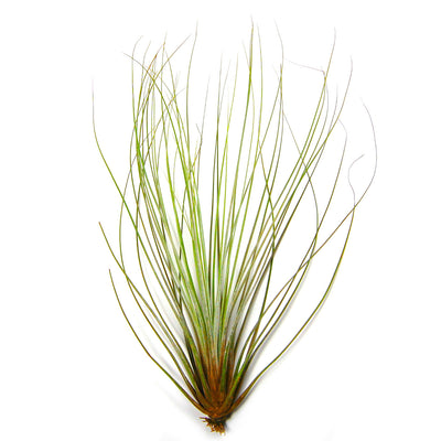 Tillandsia Juncifolia Air Plants