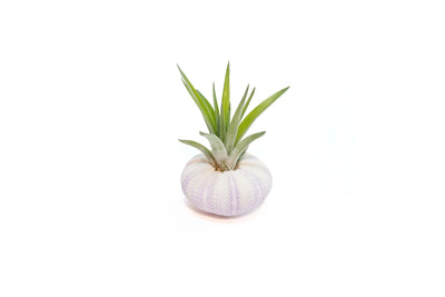 Purple Urchin with Tillandsia Air Plant