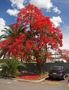 Brachychiton Acerifolius 7 Seeds, Illawarra Flame Tree, Kurrajong