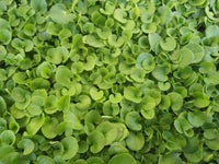 Dichondra Repens Seeds, Ground Cover Lawn Alternative, Creeping Pony F ...