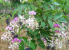 Lysidice Rhodostegia Tree 5/50 seeds, Very Rare Fragrant Garden Miriam Flower