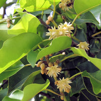 Mimusops Elengi Tree 15 Seeds, Fragrant Spanish Cherry, Indian Medlar Bakul