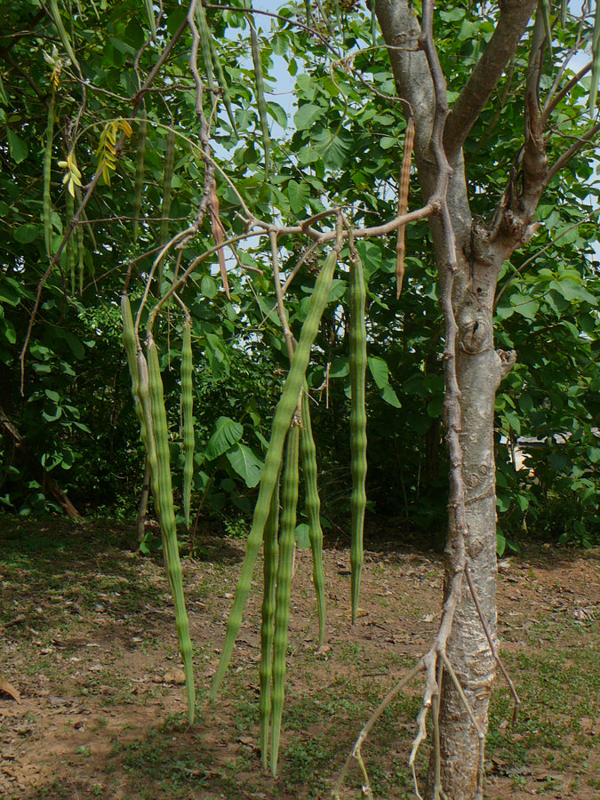 moringa tree fruit